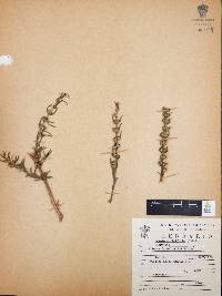 Heimia salicifolia image