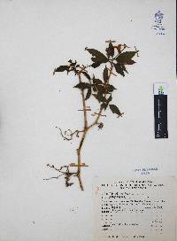 Ruellia pilosa image