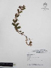 Cuphea procumbens image