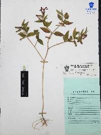 Cuphea procumbens image