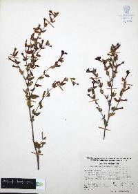 Cuphea aequipetala image