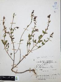 Cuphea aequipetala image