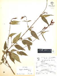 Cuphea hookeriana image