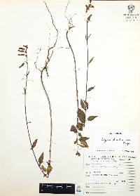 Cuphea hookeriana image