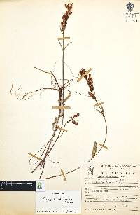 Cuphea hookeriana image