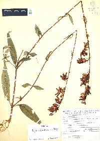 Cuphea hookeriana image