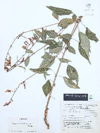 Cuphea hookeriana image