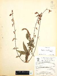 Cuphea hookeriana image