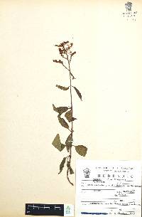 Cuphea hookeriana image