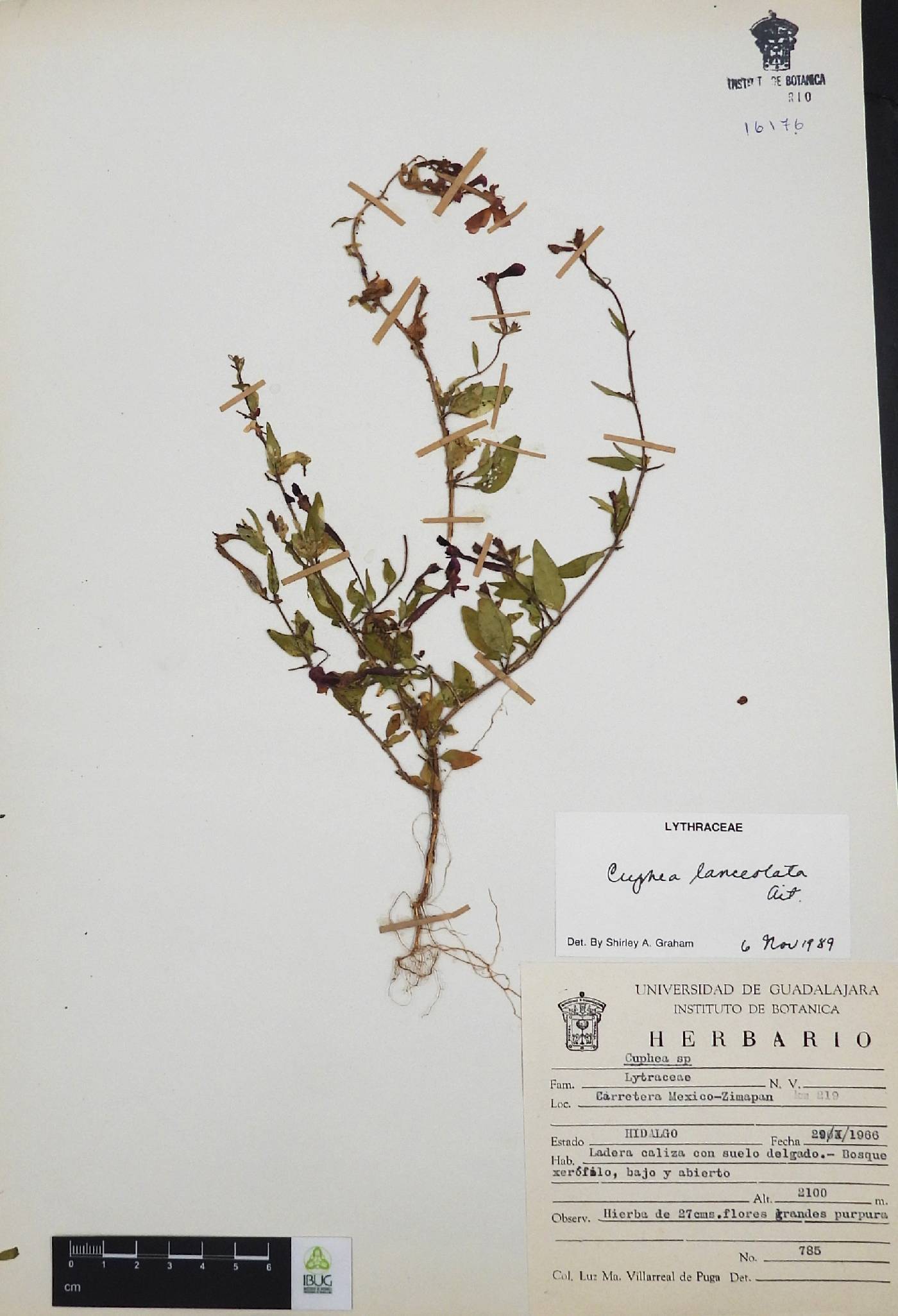 Cuphea lanceolata image