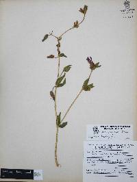 Cuphea procumbens image