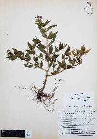 Cuphea procumbens image