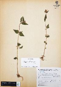 Cuphea tolucana image