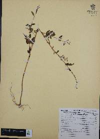 Cuphea tolucana image