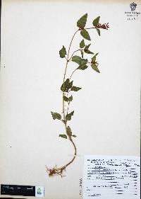 Cuphea tolucana image