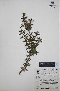 Heimia salicifolia image