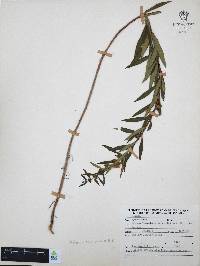 Heimia salicifolia image