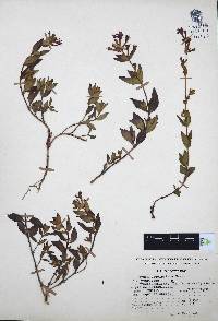 Cuphea aequipetala image