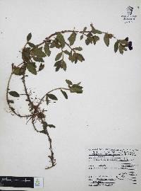 Cuphea humifusa image