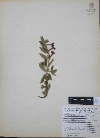 Cuphea humifusa image