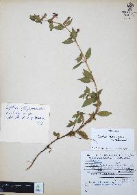 Cuphea humifusa image