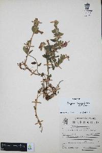 Cuphea humifusa image