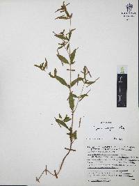 Cuphea wrightii image