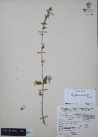 Cuphea wrightii image