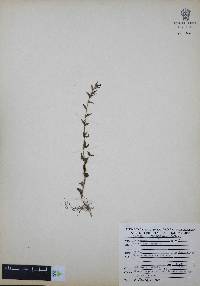 Cuphea wrightii image