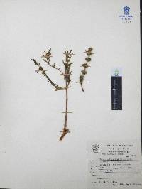Heimia salicifolia image