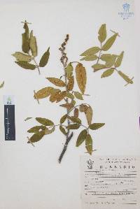 Decatropis bicolor image