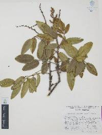 Decatropis bicolor image