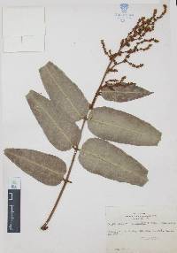 Decatropis bicolor image