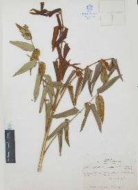 Decatropis bicolor image