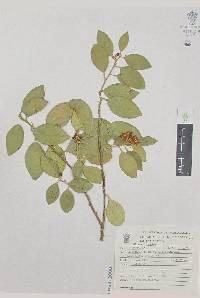 Citrus limon image