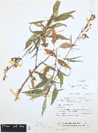 Cuphea hookeriana image