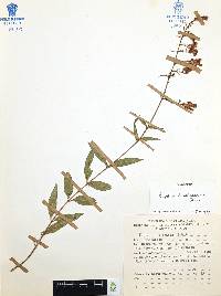 Cuphea hookeriana image