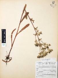 Eryngium beecheyanum image