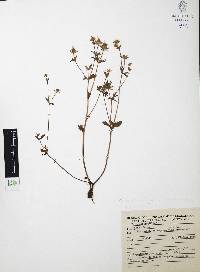Eryngium beecheyanum image