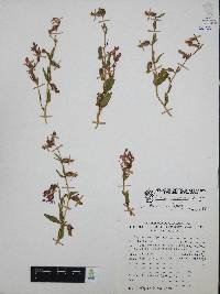 Cuphea procumbens image