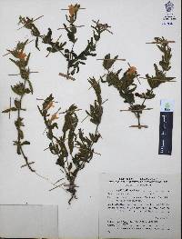 Ruellia pilosa image