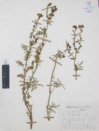 Ruta chalepensis image
