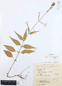 Cuphea hookeriana image