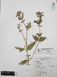 Cuphea procumbens image