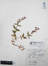 Cuphea procumbens image