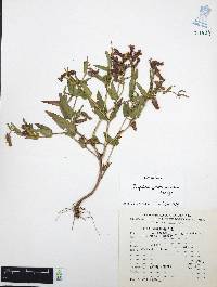 Cuphea procumbens image