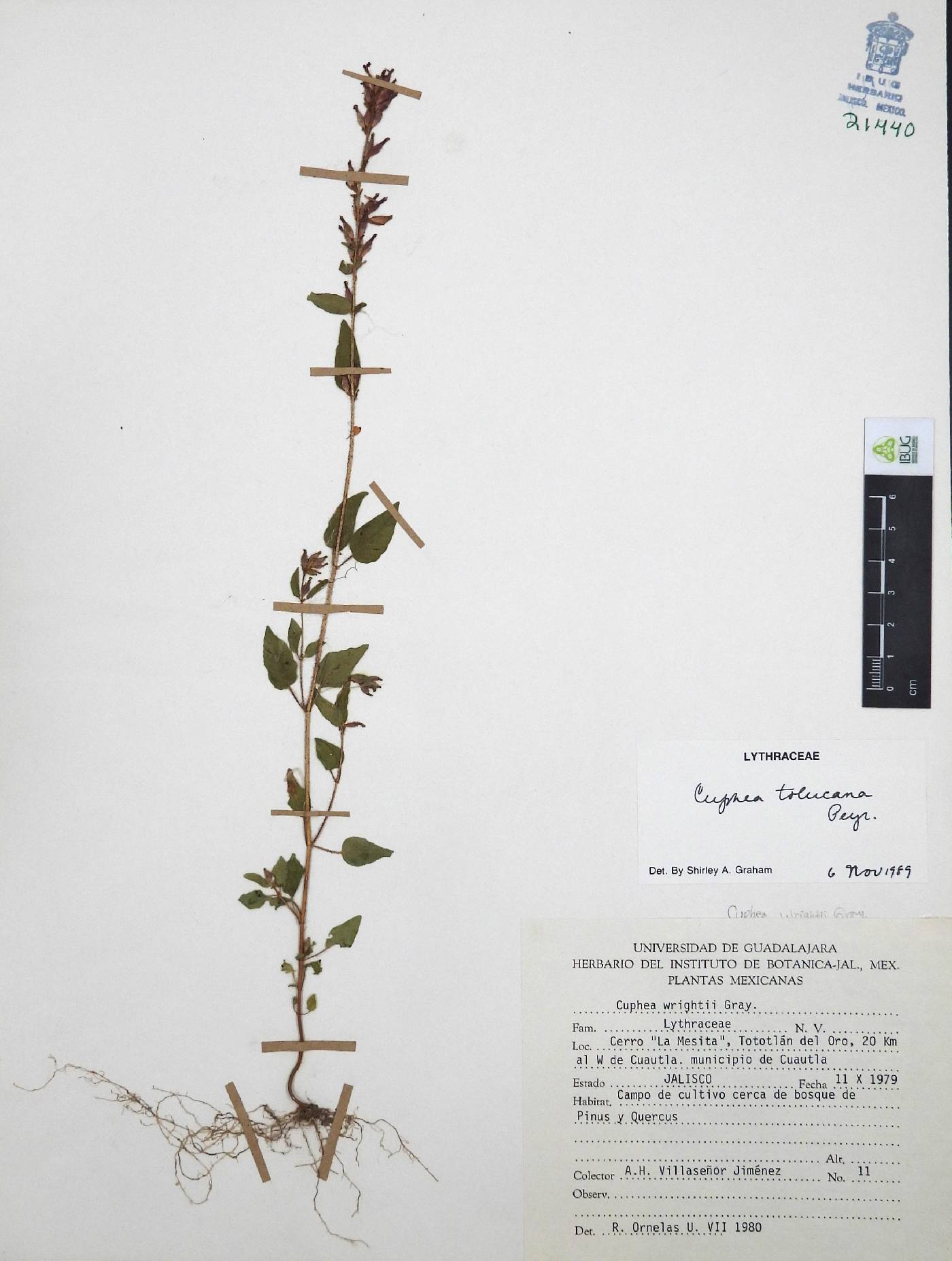 Cuphea tolucana image