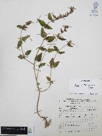 Cuphea tolucana image