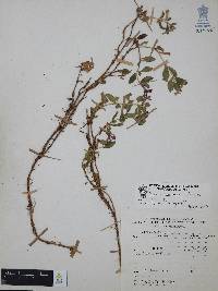 Cuphea humifusa image