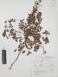 Zanthoxylum fagara image